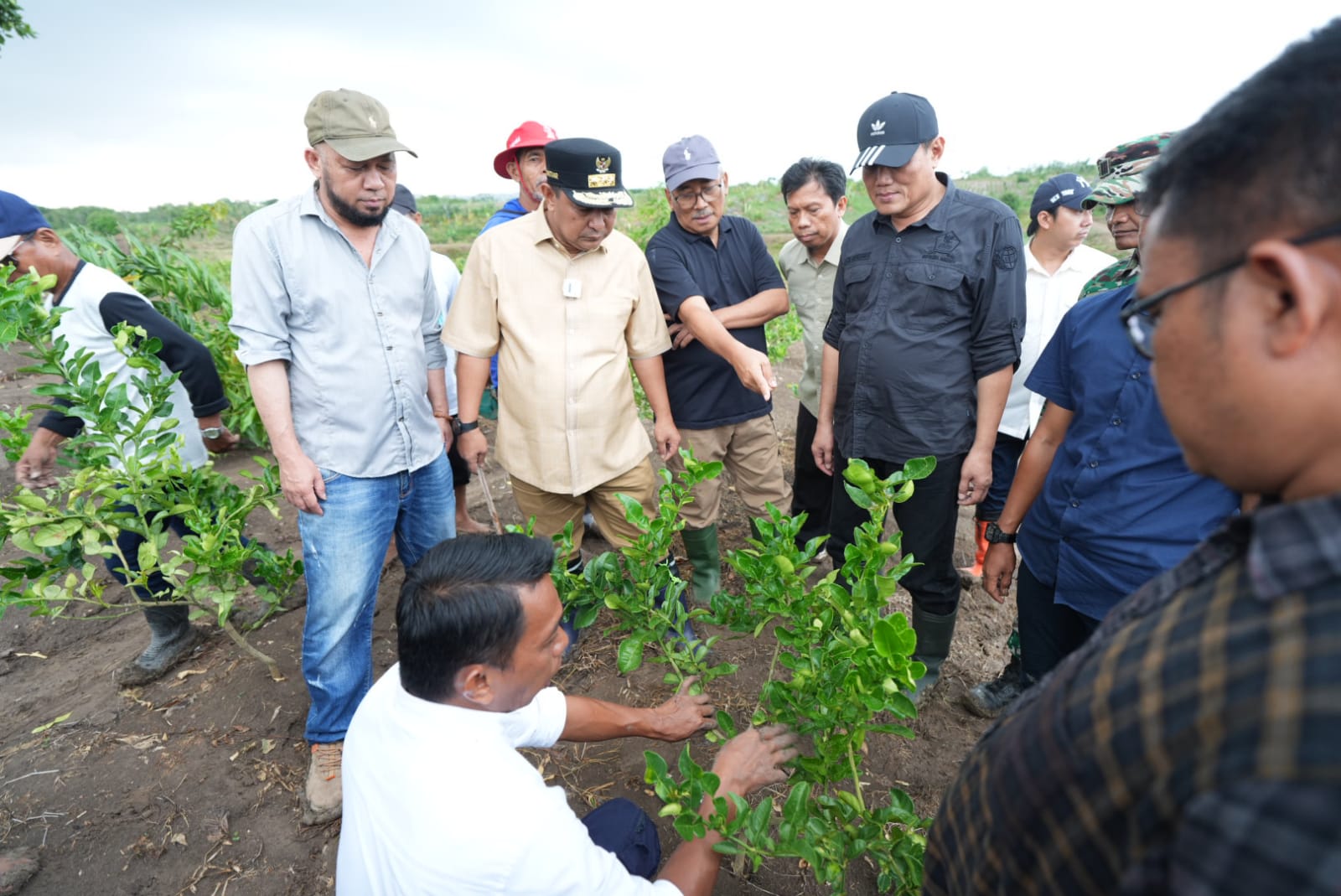 Di Desa Talumae Sidrap, Pj Gubernur Bahtiar Tanam Cavendish dan Panen Lemon Sidenreng