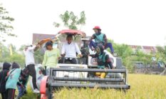 Panen di Bawah Panas Terik Ramadan, Bupati Ajak Petani Kejar Berkah
