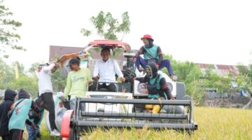 Panen di Bawah Panas Terik Ramadan, Bupati Ajak Petani Kejar Berkah