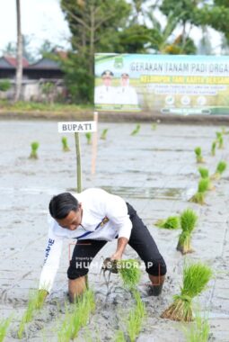 Bupati Syahar Canangkan Gerakan Tanam Padi Organik di Panreng Sidrap