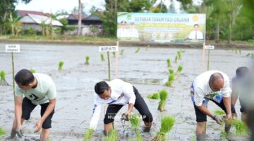 Bupati Syahar Canangkan Gerakan Tanam Padi Organik di Panreng Sidrap