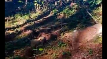 Hutan Lindung Gowa di Babak, Warga Cemas Terjadi Longsor, YBH Kompak Desak APH Periksa Lokasi