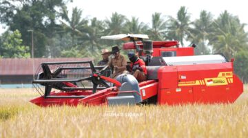 30 Combine Harvester Bergerak Bersama, Panen Raya IP 300 di Bila Riase Jadi Sorotan