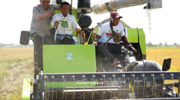 Panen PM-AAS Sidrap Lampaui Target, Produktivitas Capai 11 Ton per Hektare