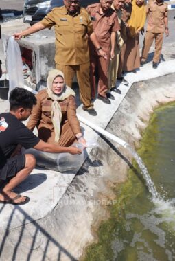 10 Ribu Benih Nila Monoseks Hasil BBI Sidrap Ditebar di Kolam Kantor Bupati