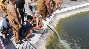 10 Ribu Benih Nila Monoseks Hasil BBI Sidrap Ditebar di Kolam Kantor Bupati