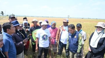 Bupati Syahar Turun Menyusuri Sawah Tiga Kecamatan, Ikhtiar Jaga Produktivitas di Tengah El Nino