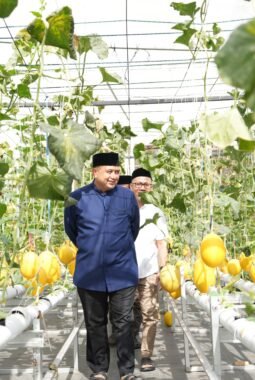 Wali Kota Appi Panen Melon di Bukit Baruga, Urban Farming Masjid Bin Baz Bakal Jadi Percontohan