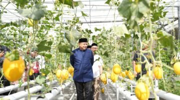 Wali Kota Appi Panen Melon di Bukit Baruga, Urban Farming Masjid Bin Baz Bakal Jadi Percontohan
