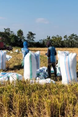 Kemarau Panjang Tak Hentikan Petani Lagading, Rp21 Miliar Lebih Berhasil Diraup